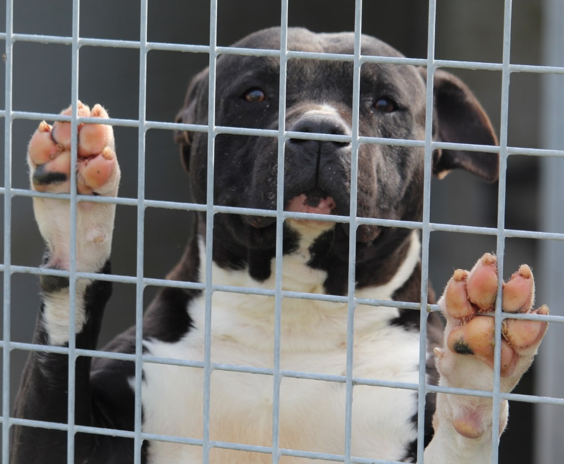 Foto di cane dietro ad una gabbia