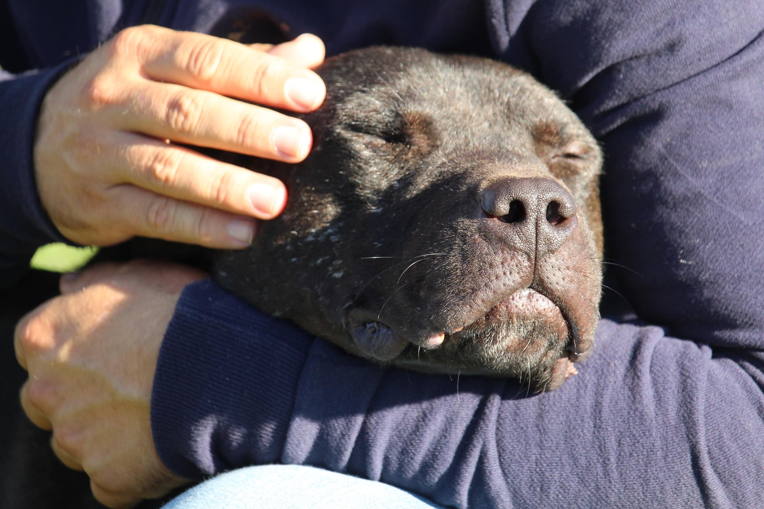 webinar cani