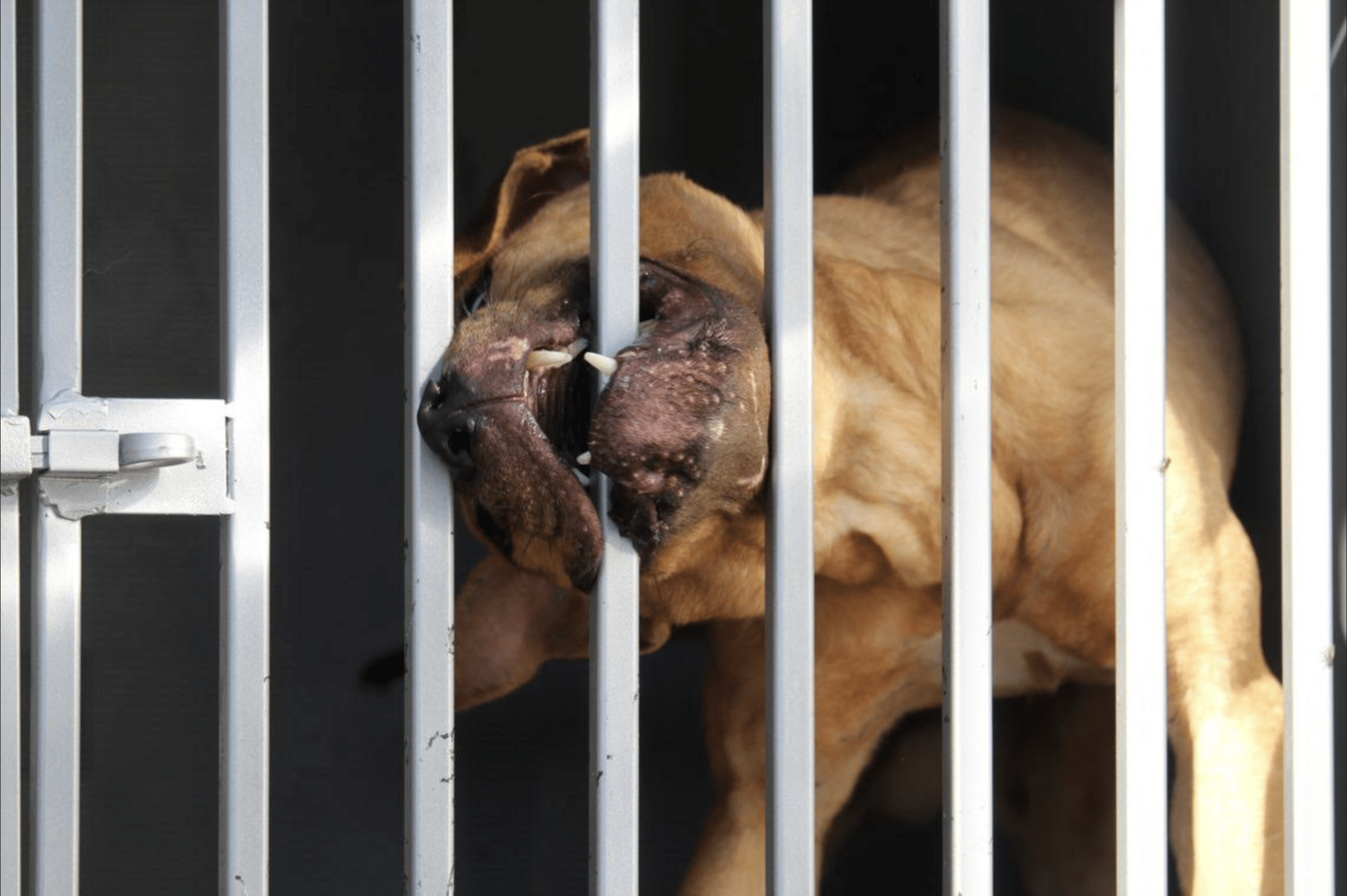 Emendamento combattimenti tra animali