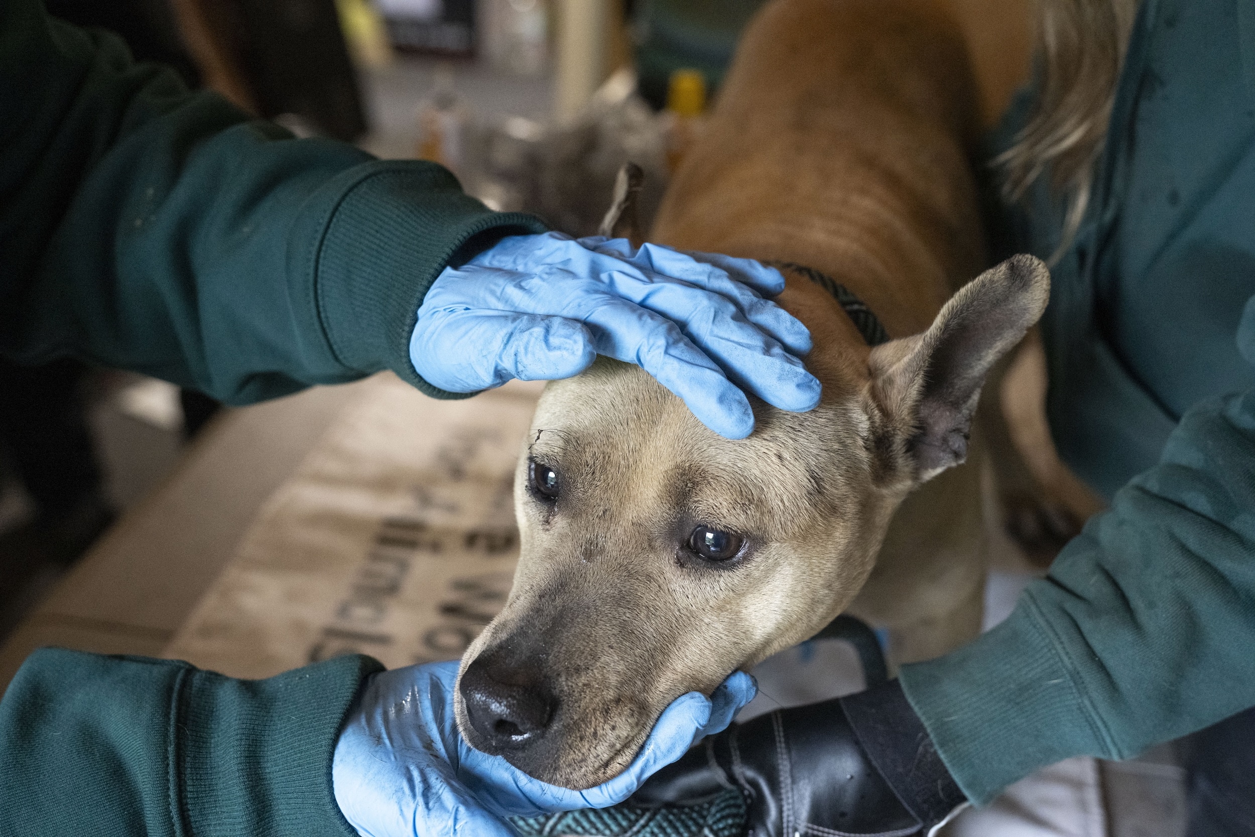 Credits: Kevin Wolf/AP Images for Humane World for Animals